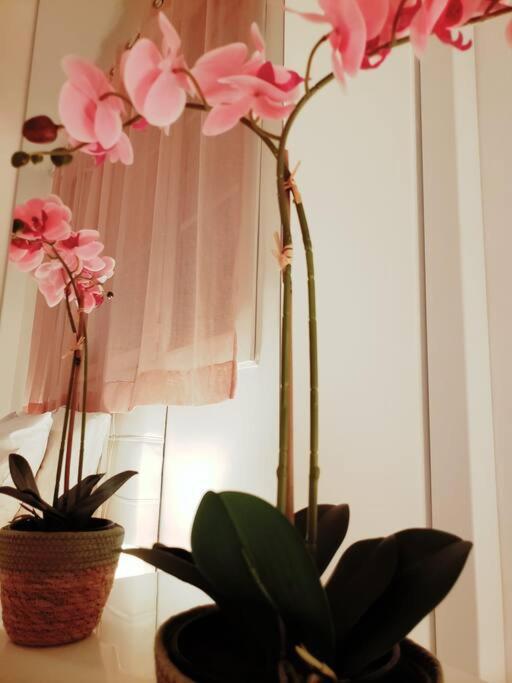 Appartement Cosy Plein Centre ニース エクステリア 写真